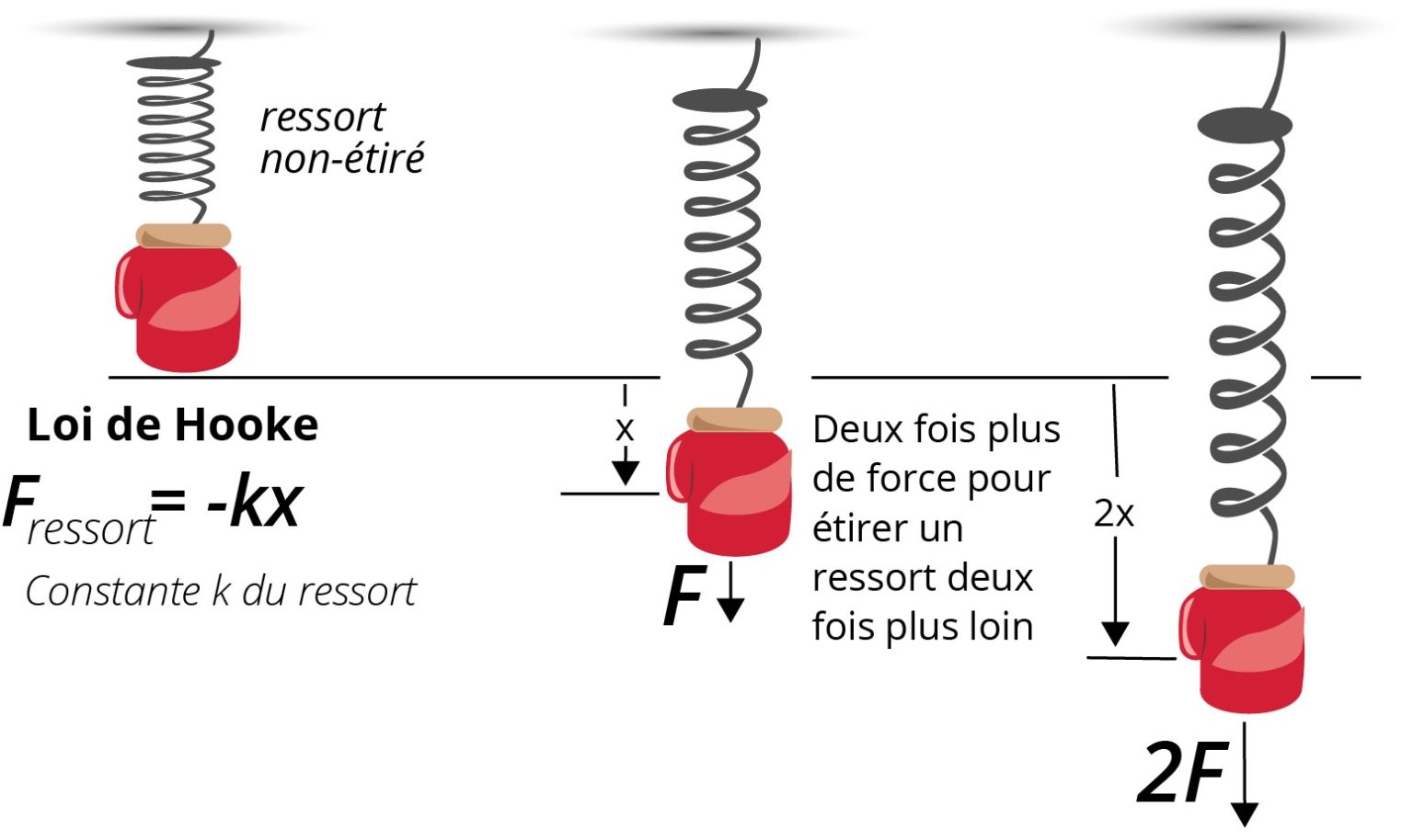 BioMeca Comprendre les propriétés élastiques de la peau